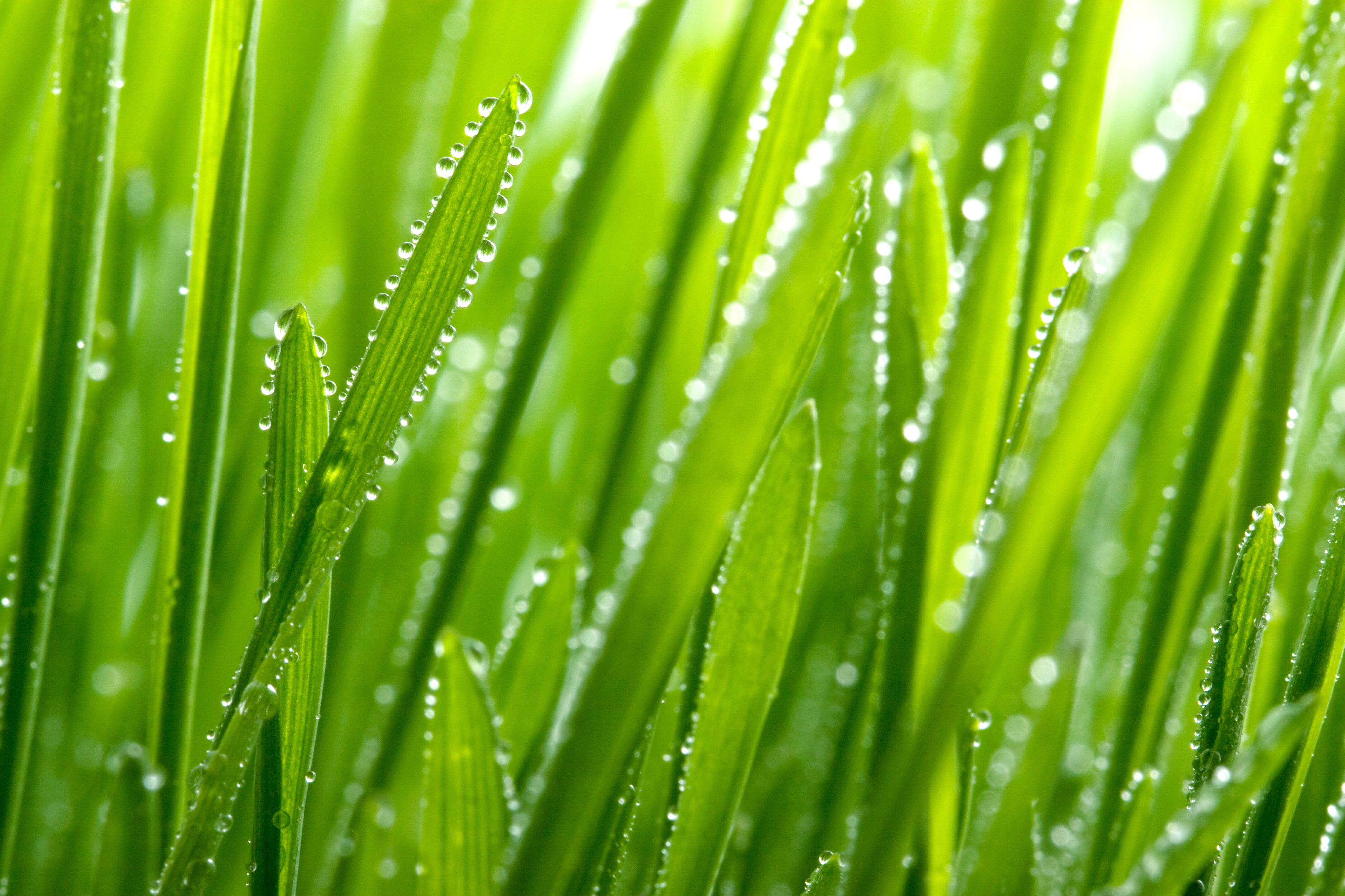 Closeup of grass blades with dew on them